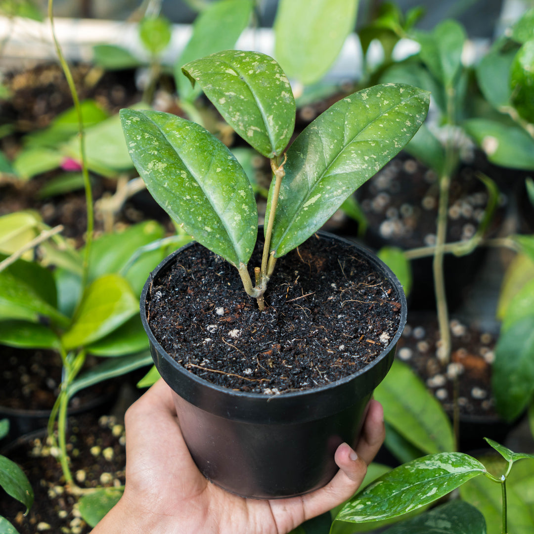 Hoya forbesii splash