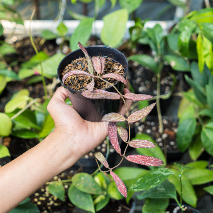 Hoya Galitic Sp Sumatera