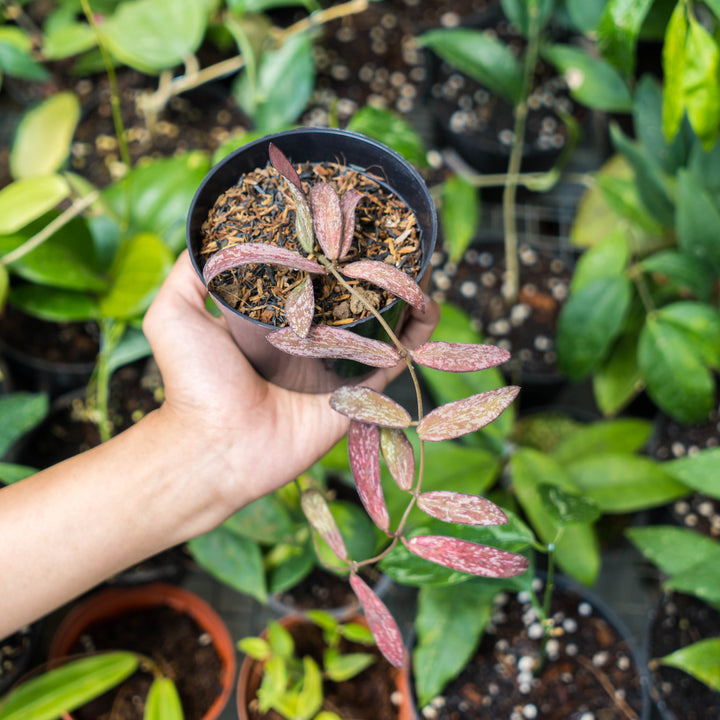 Hoya Galitic Sp Sumatera