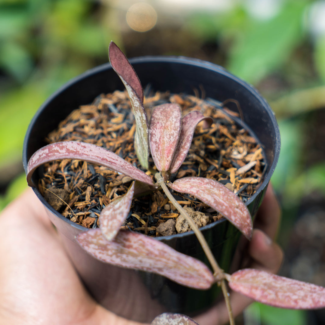 Hoya Galitic Sp Sumatera