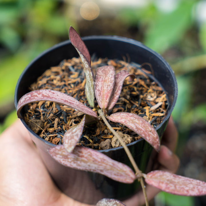 Hoya Galitic Sp Sumatera
