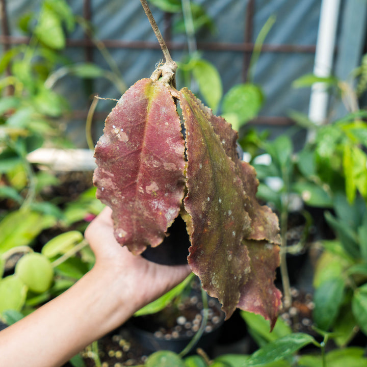 Hoya Undulata Red