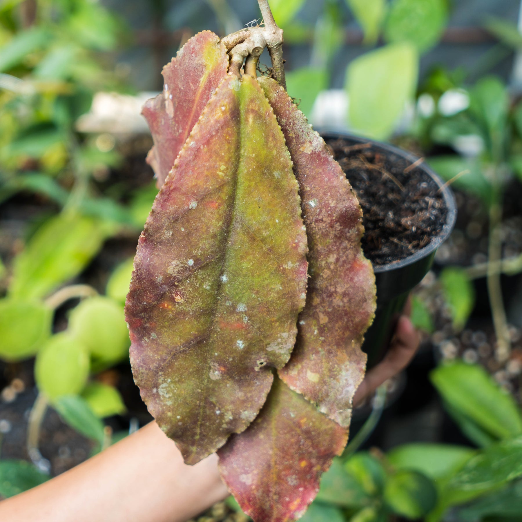 Hoya Undulata Red – Succulentasia