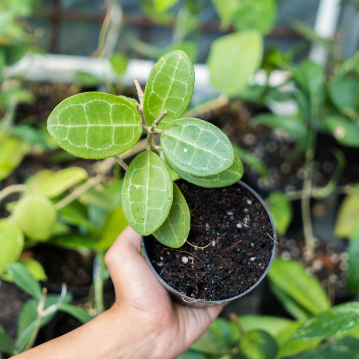 Hoya Eliptica
