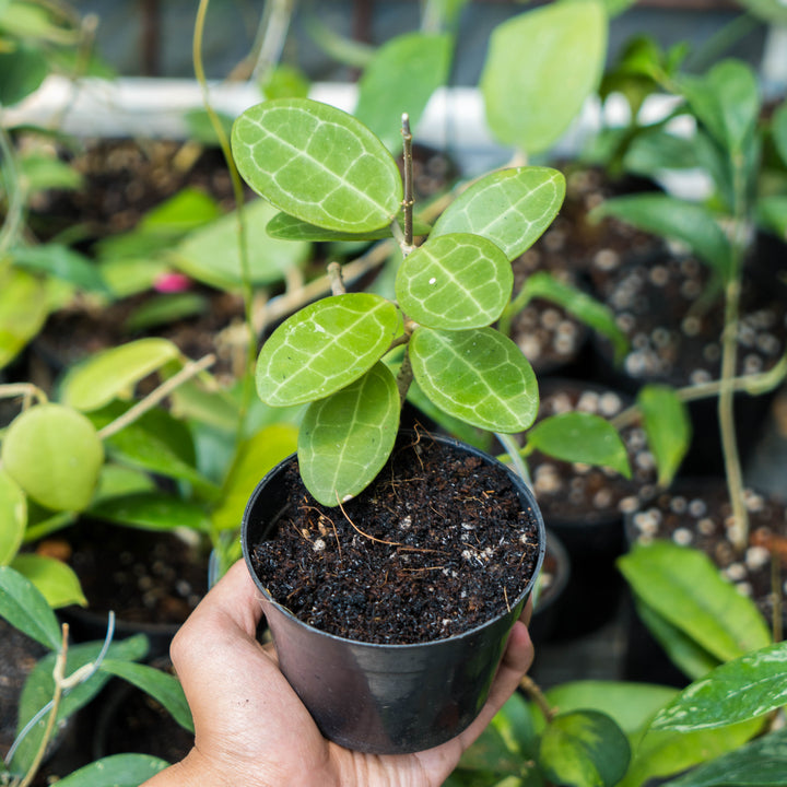Hoya Eliptica
