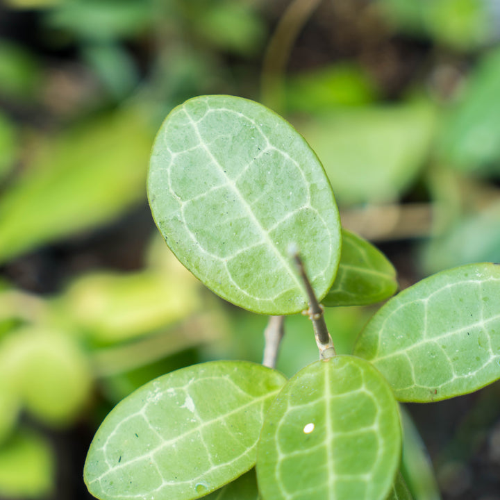 Hoya Eliptica
