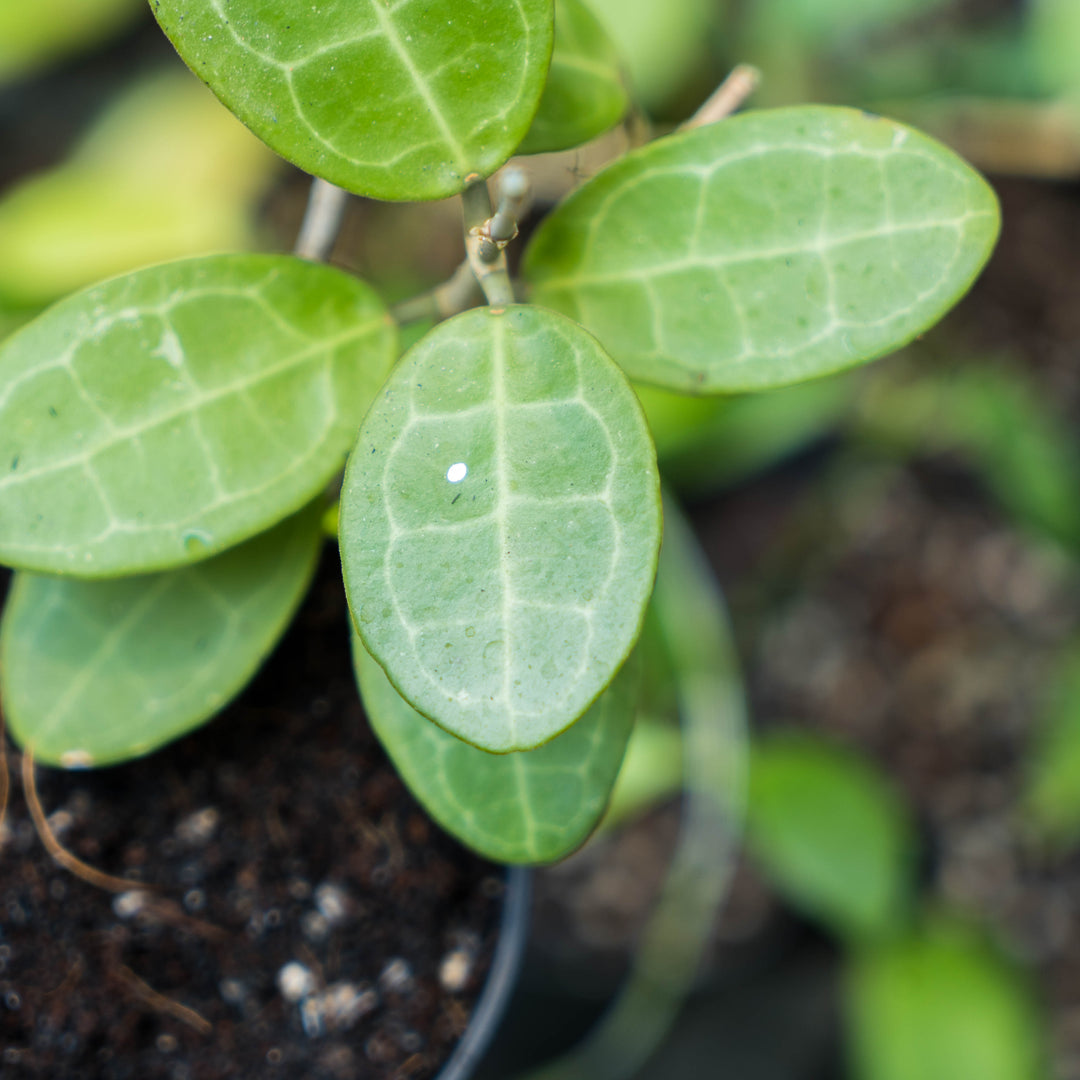Hoya Eliptica