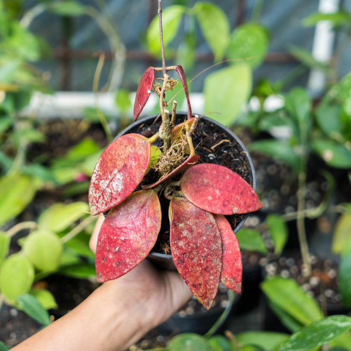 Hoya Bencai Red