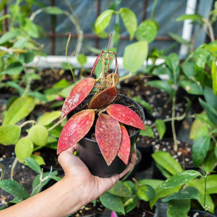 Hoya Bencai Red