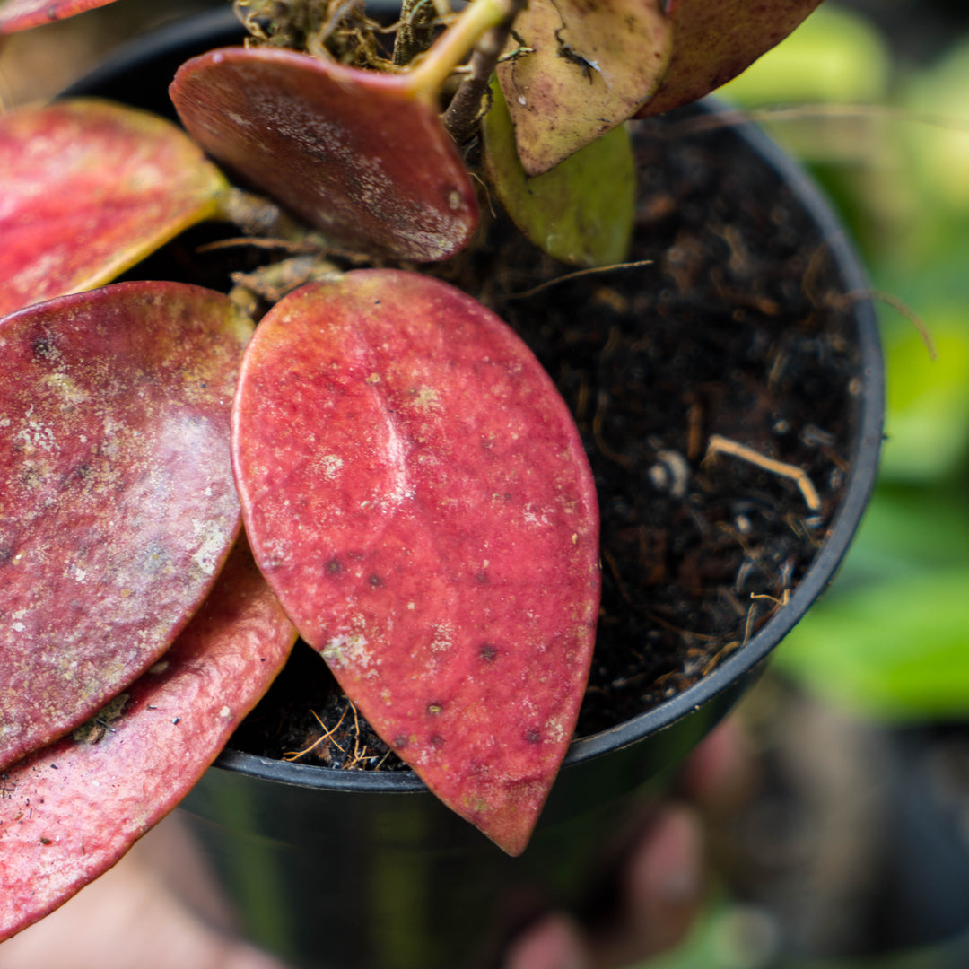 Hoya Bencai Red