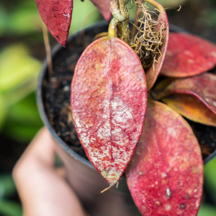 Hoya Bencai Red