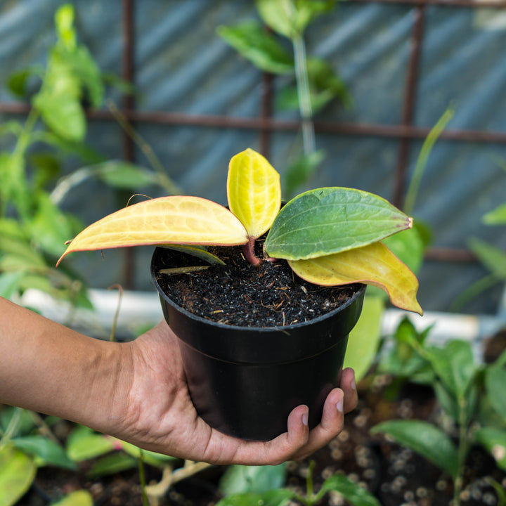 Hoya Macrophylla variegated