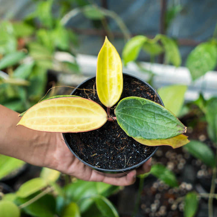Hoya Macrophylla variegated