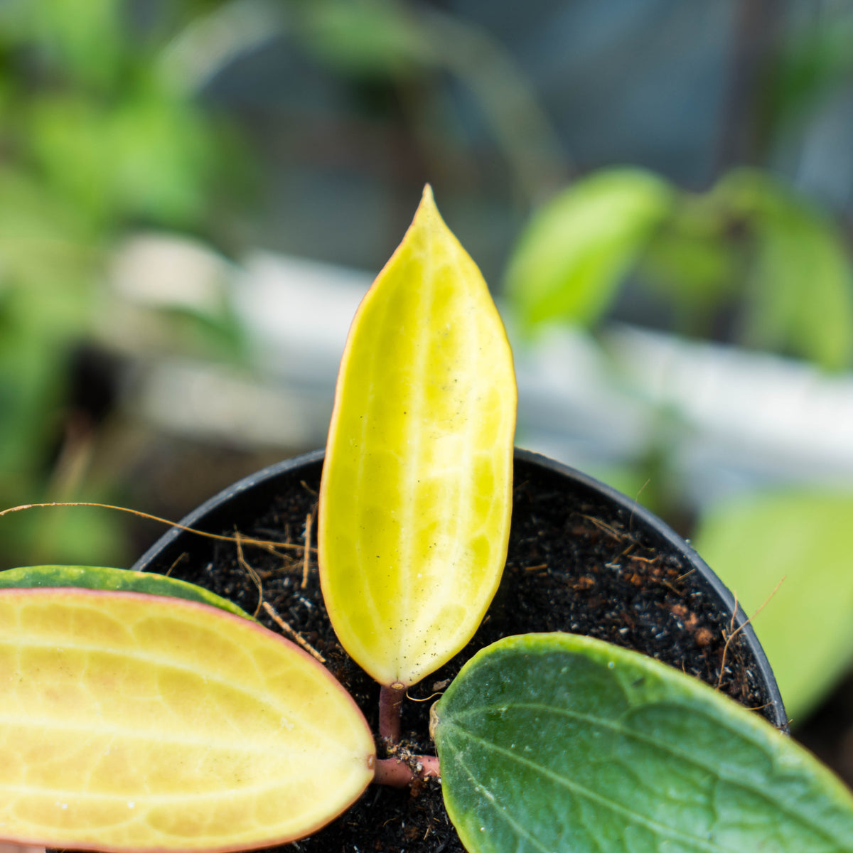 Hoya Macrophylla variegated – Succulentasia