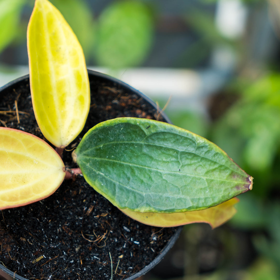 Hoya Macrophylla variegated