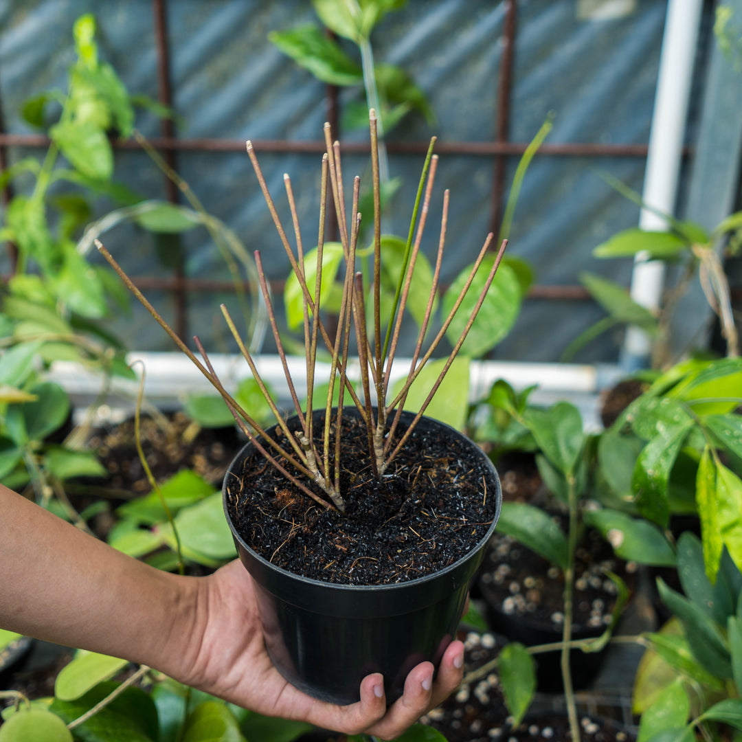Hoya spartioides