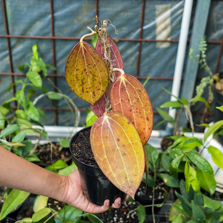 Hoya Macrophylla Red