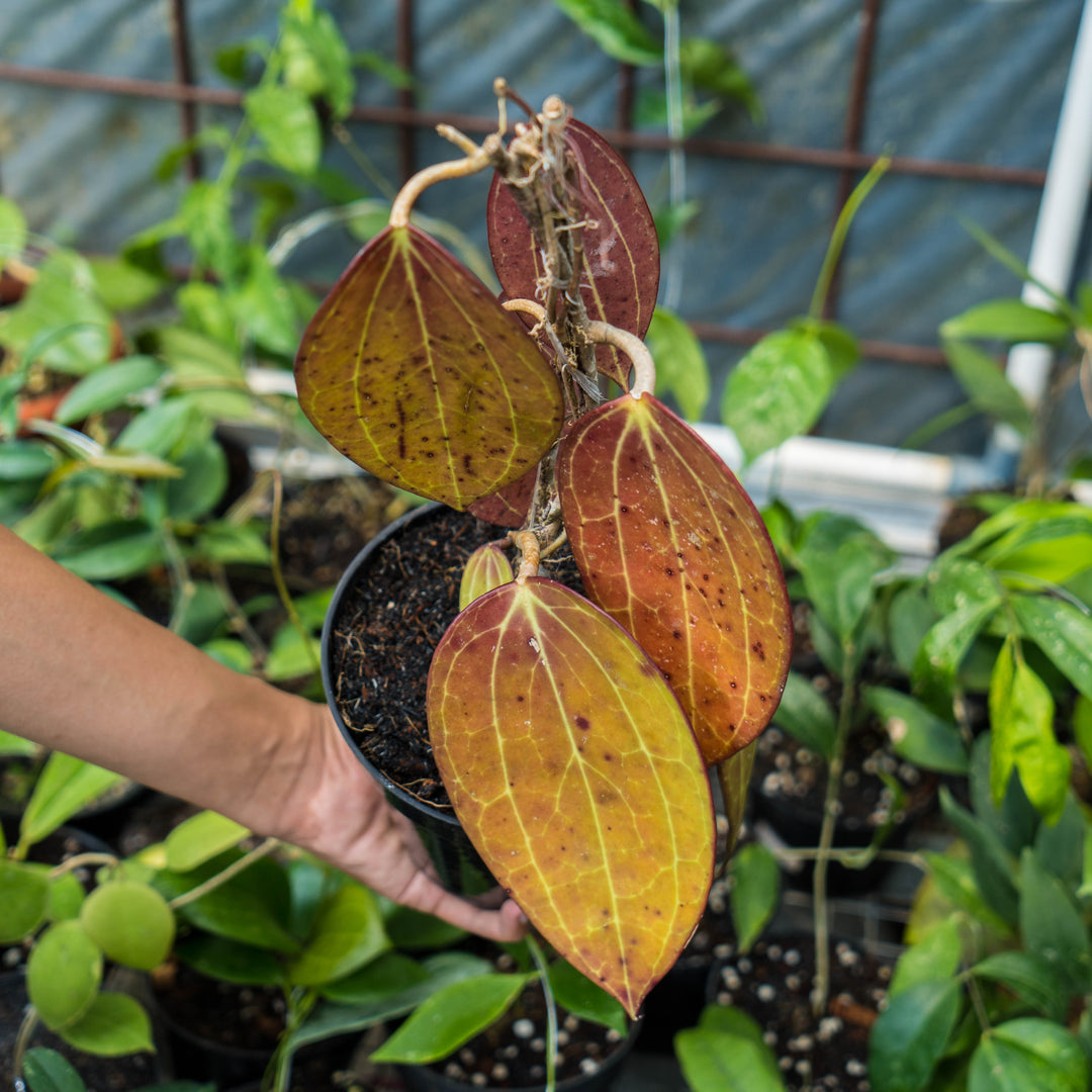 Hoya Macrophylla Red