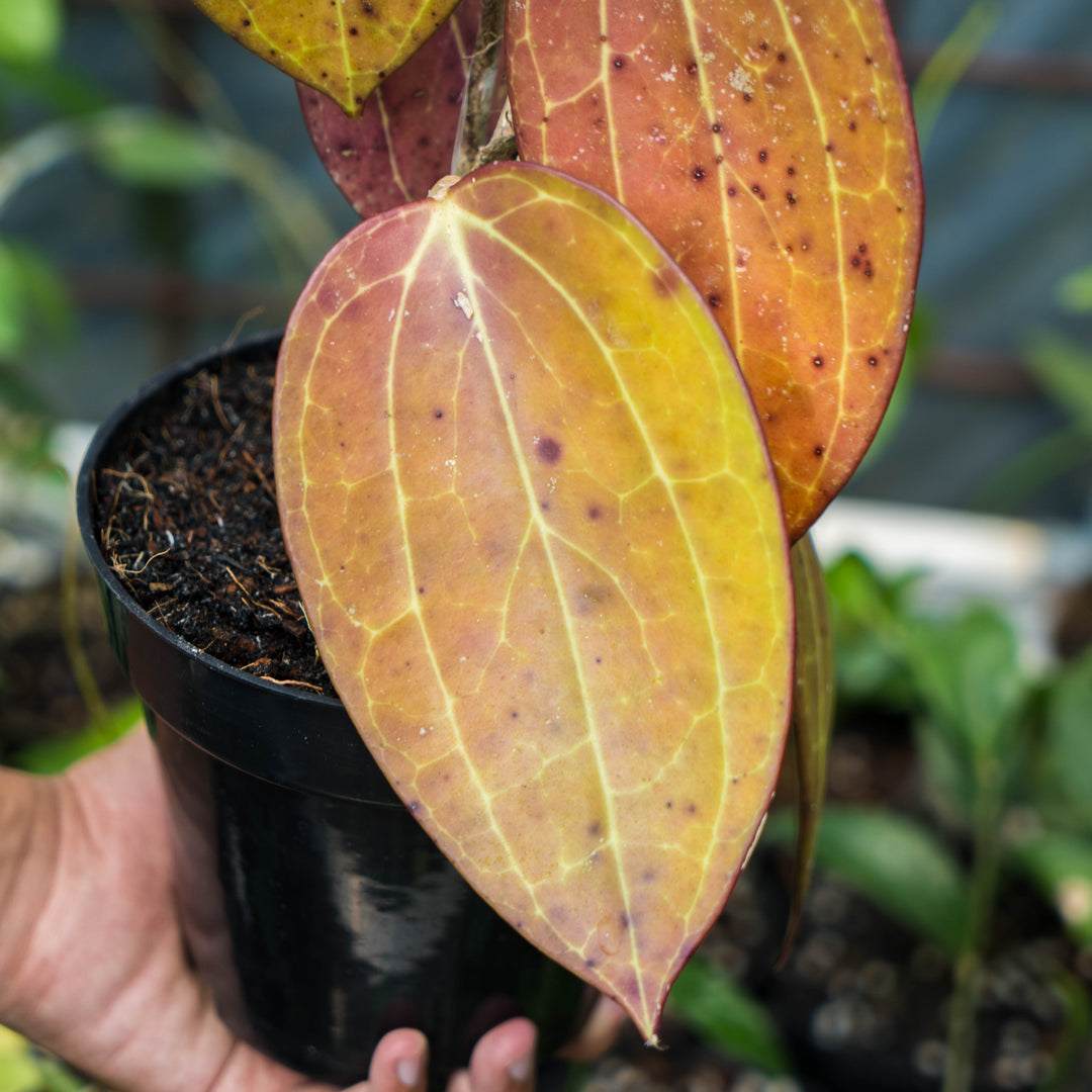 Hoya Macrophylla Red