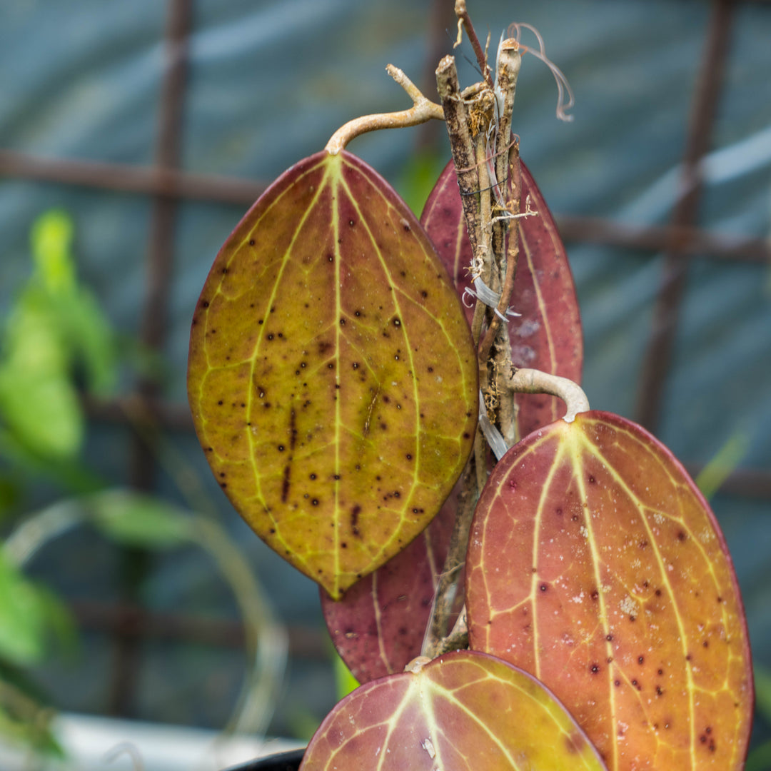 Hoya Macrophylla Red