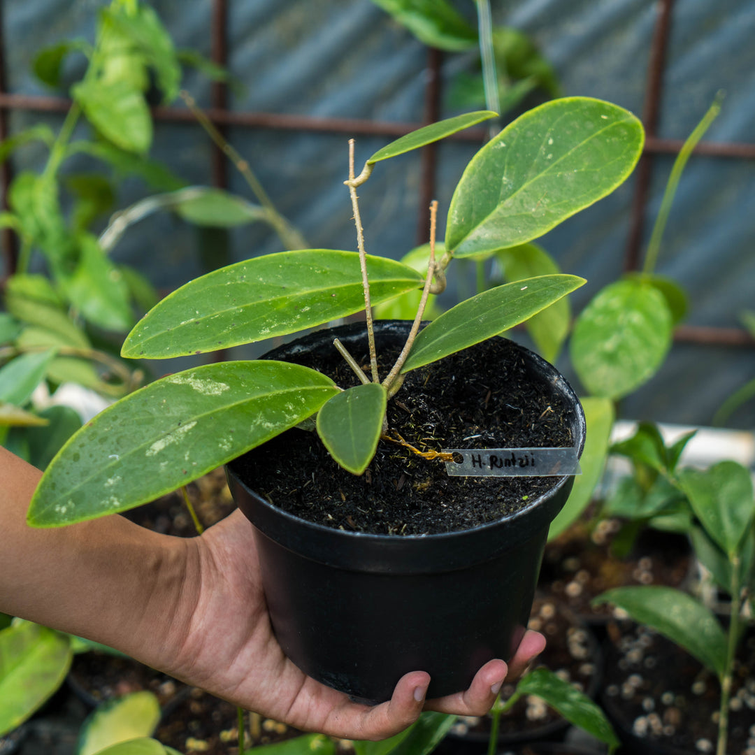Hoya Rintzii