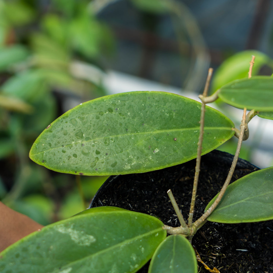 Hoya Rintzii