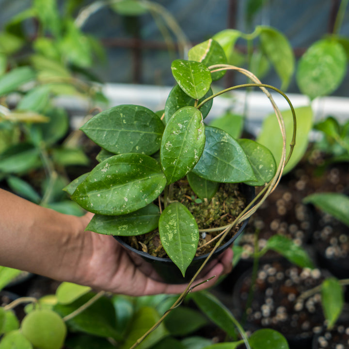 Hoya verticillata splash