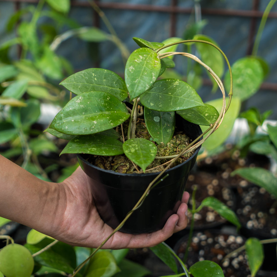 Hoya verticillata splash