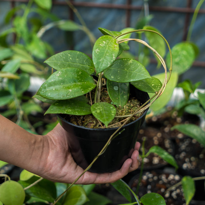 Hoya verticillata splash