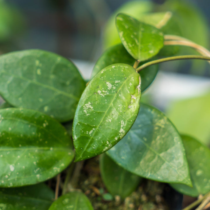 Hoya verticillata splash