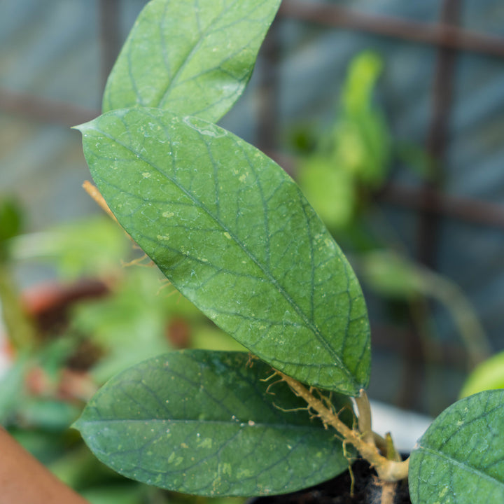 Hoya Meredithii