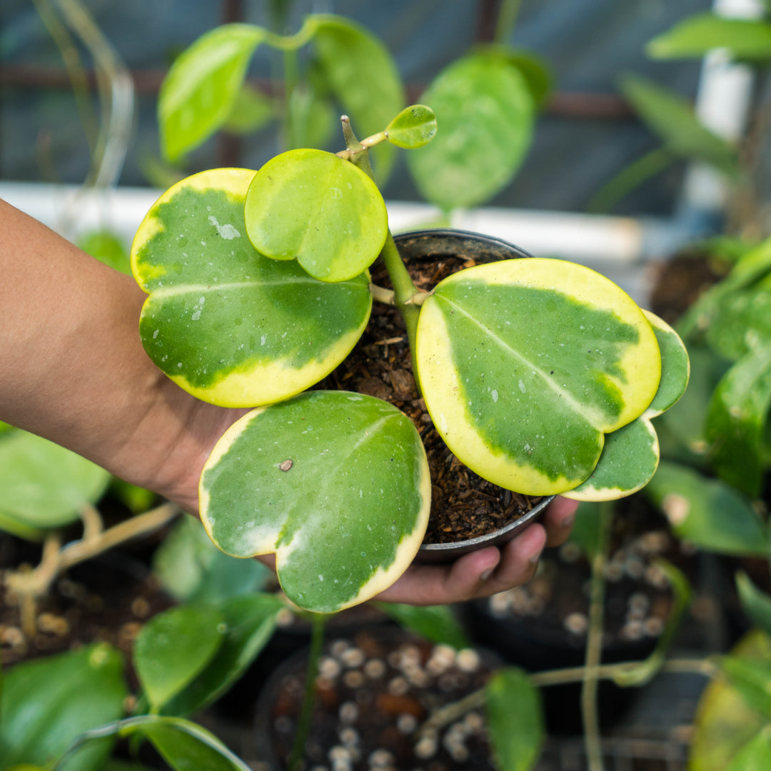 Hoya Kerrii Variegated