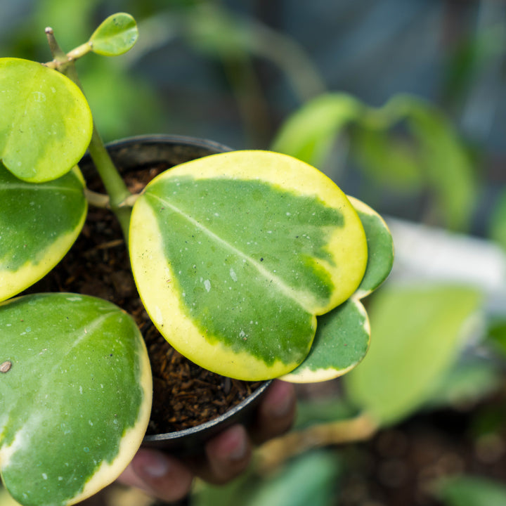 Hoya Kerrii Variegated