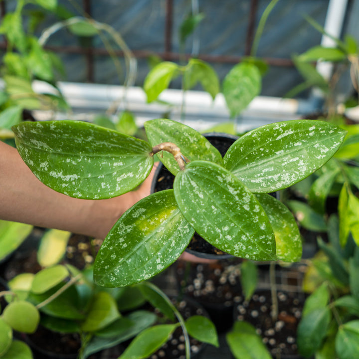 Hoya macrophylla splash