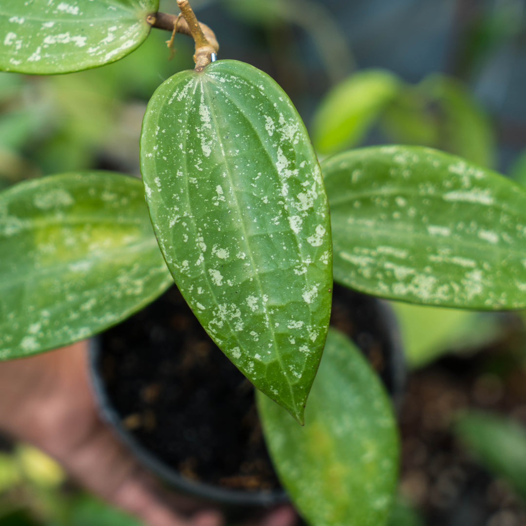 Hoya macrophylla splash