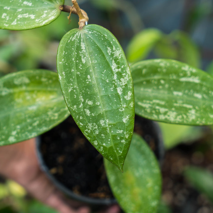 Hoya macrophylla splash