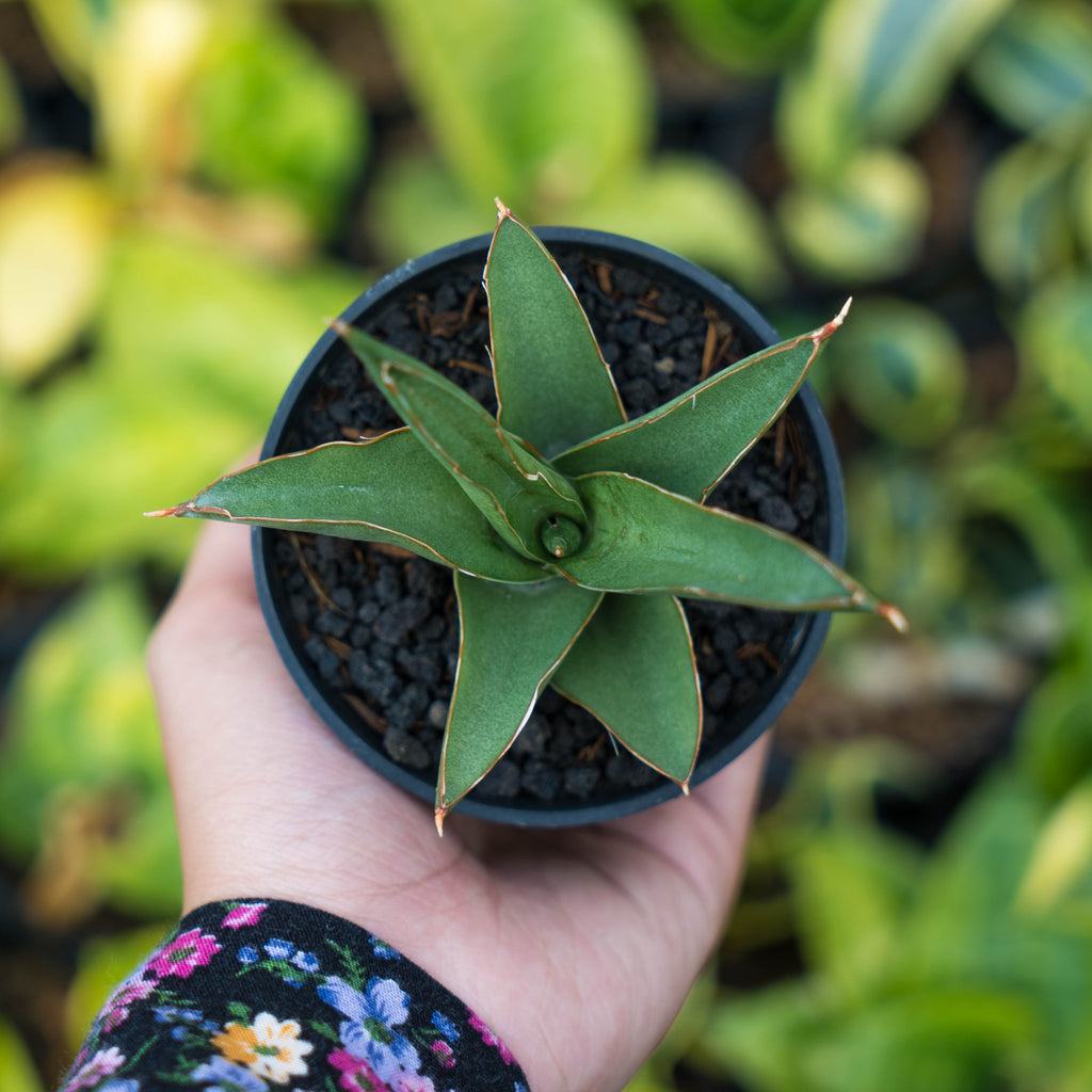 sansevieria lav 23251 Sansevieria 51 x boncel – Succulentasia