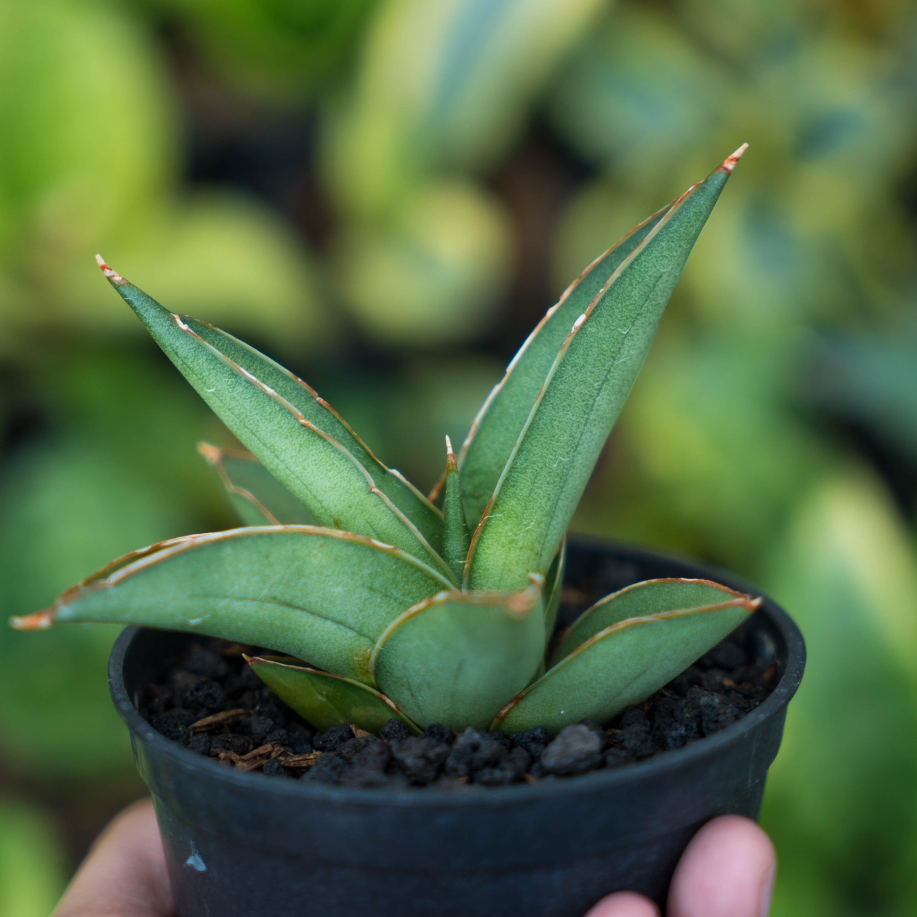 Boncel Sansevieria 51 x boncel – Succulentasia
