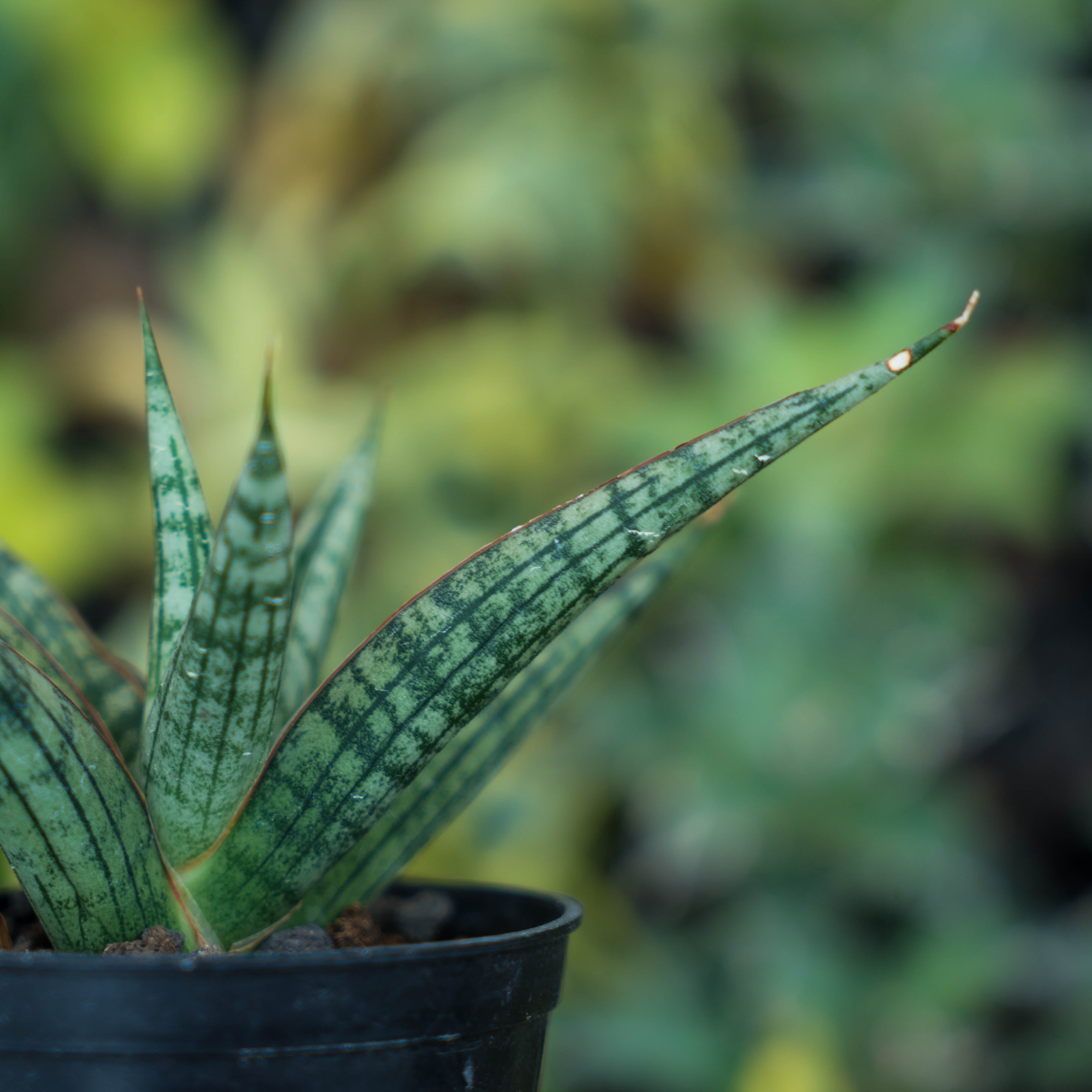 Sansevieria NN77 – Succulentasia