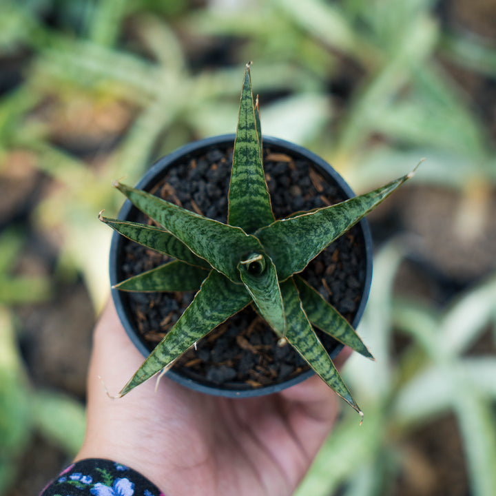 Sansevieria dolpin