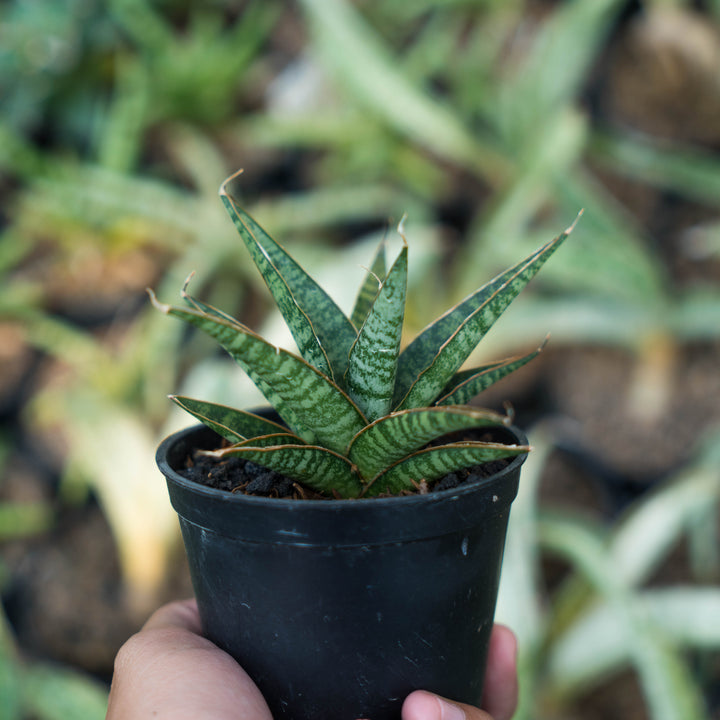 Sansevieria dolpin
