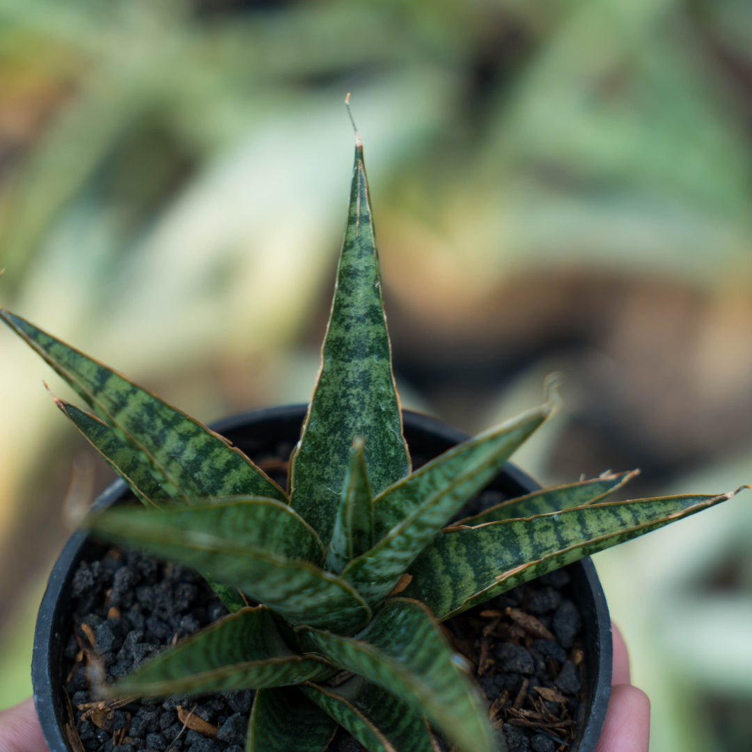 Sansevieria dolpin