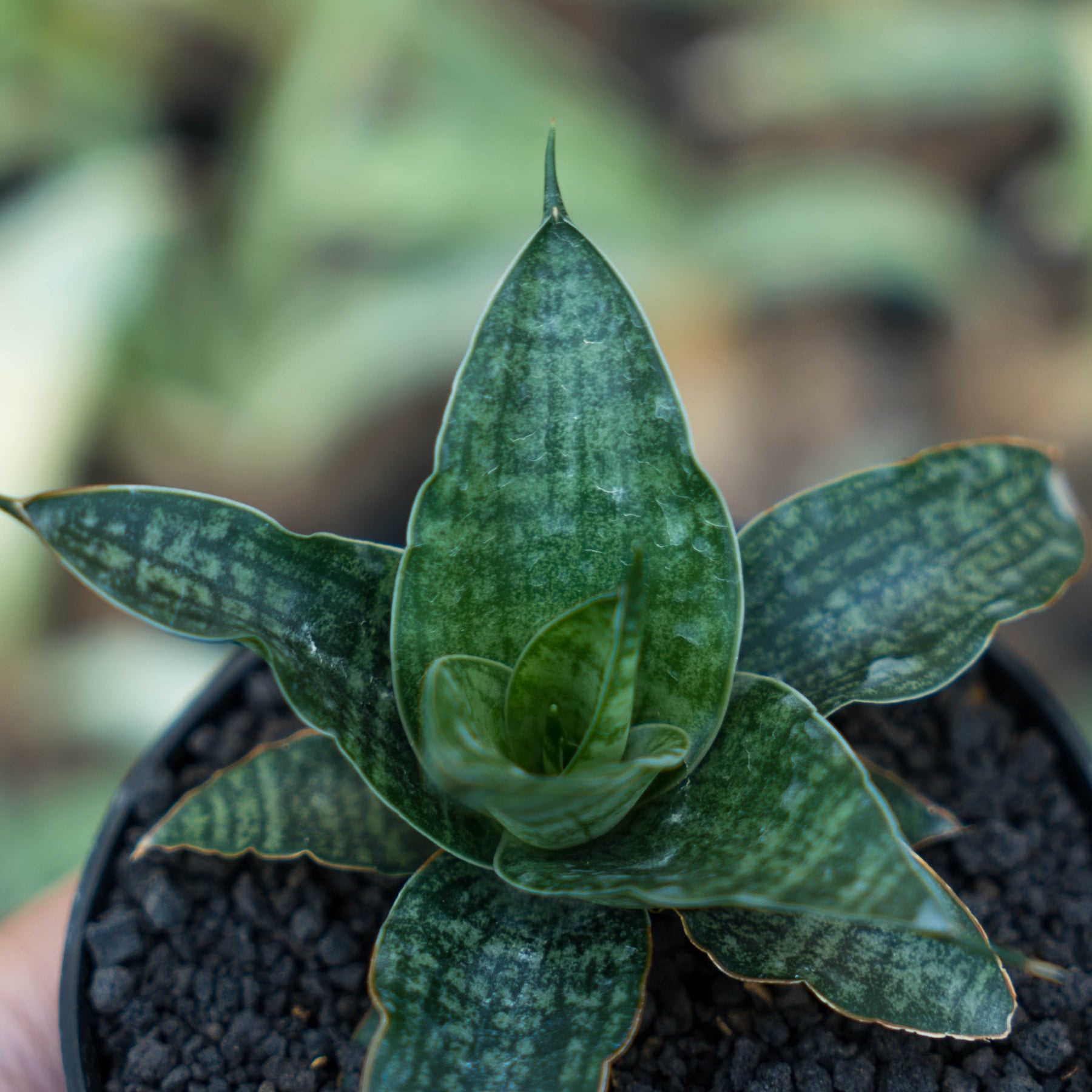 Sansevieria Gabriel X Spyder Succulentasia sansevieria-gabriel-x-spyder-succulentasia