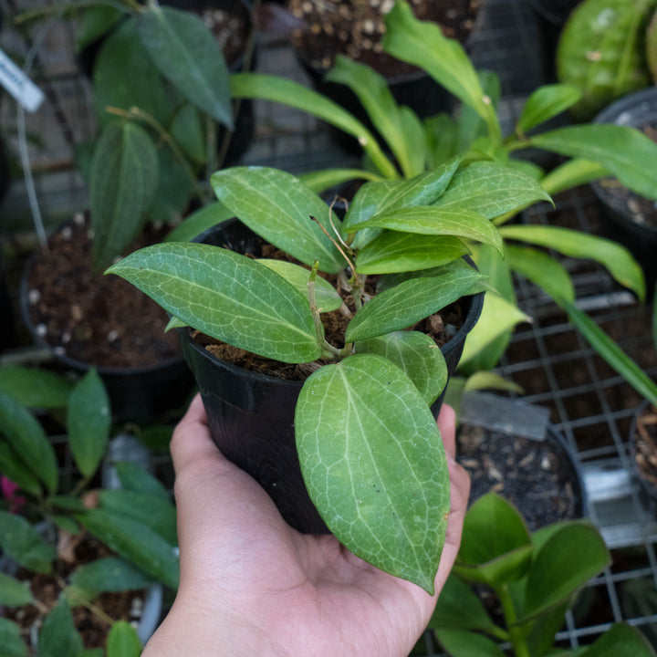 Hoya Fitchii - Succulentasia