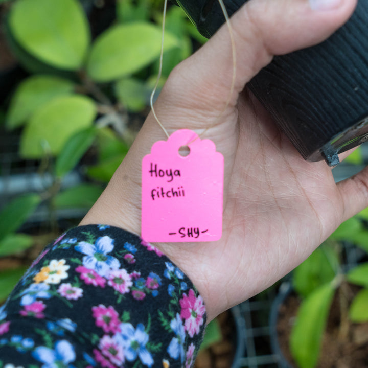 Hoya Fitchii - Succulentasia