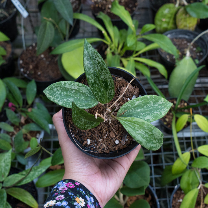 Hoya sp rangsan splash - Succulentasia