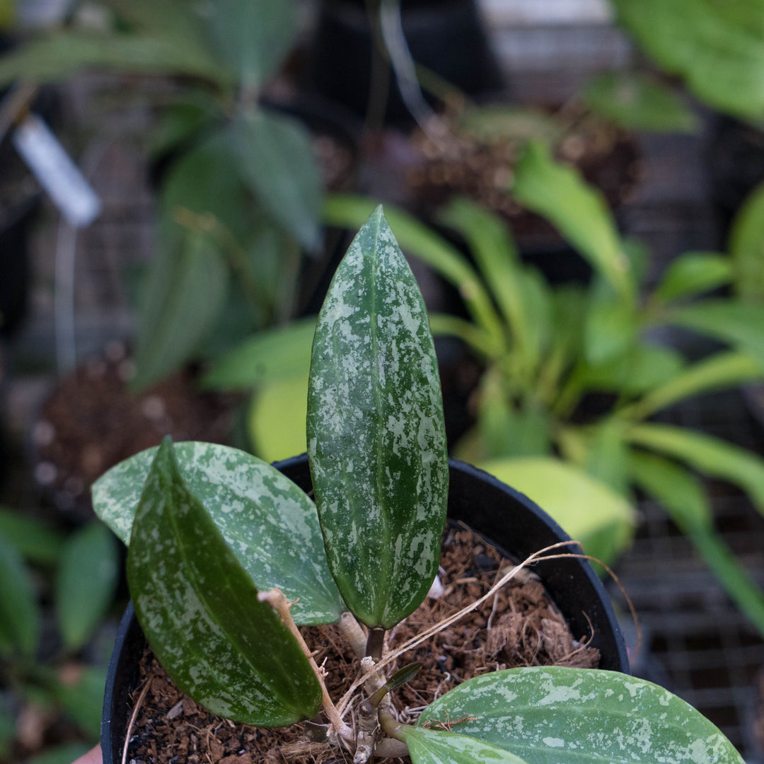 Hoya sp rangsan splash - Succulentasia