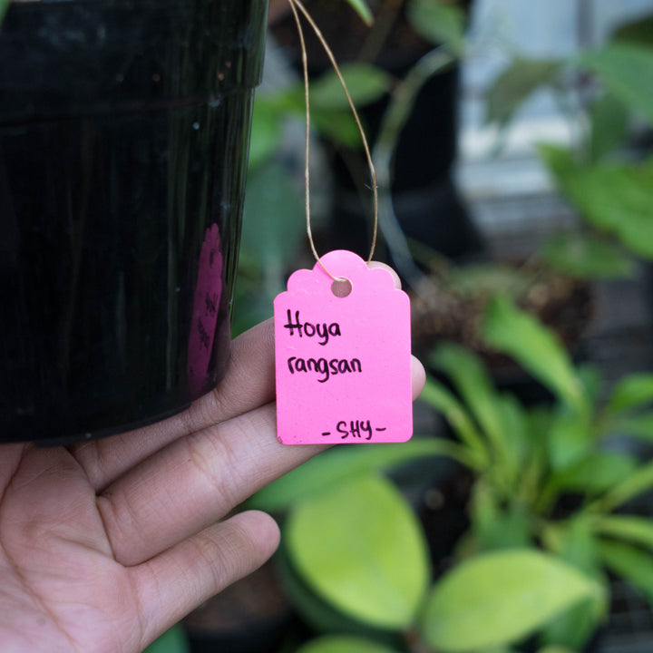 Hoya sp rangsan splash - Succulentasia