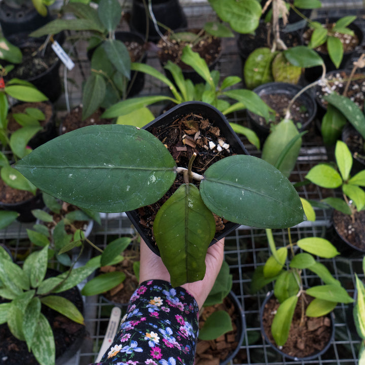 Hoya gomas Sp Aceh - Succulentasia
