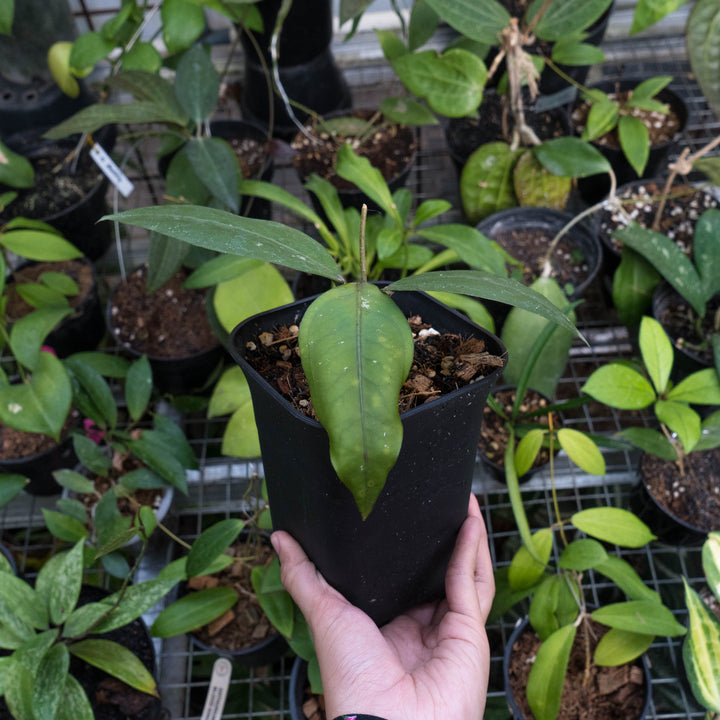 Hoya gomas Sp Aceh - Succulentasia